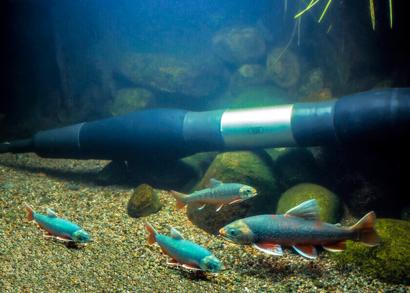 Seaflex® - Tykoflex skarvsystem för sjökabel Seaflex_fiskar-acenterbottom.jpg